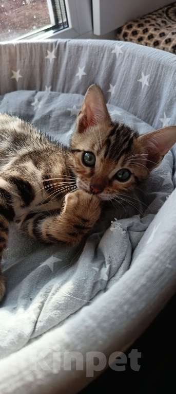 Кошки в других городах Свердловской области: Продажа чистопородных бенгальских котят Мальчик, Бесплатно - фото 3