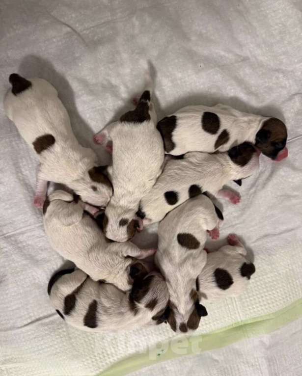 Собаки в Москве: Вязка с титулованным кобелем джек-рассел-терьер Мальчик, 35 000 руб. - фото 5