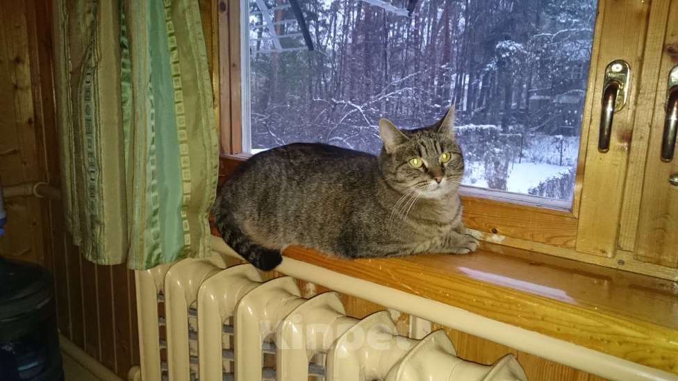 Кошки в Москве: Помогите найти любимую кошку Девочка, 100 000 руб. - фото 3