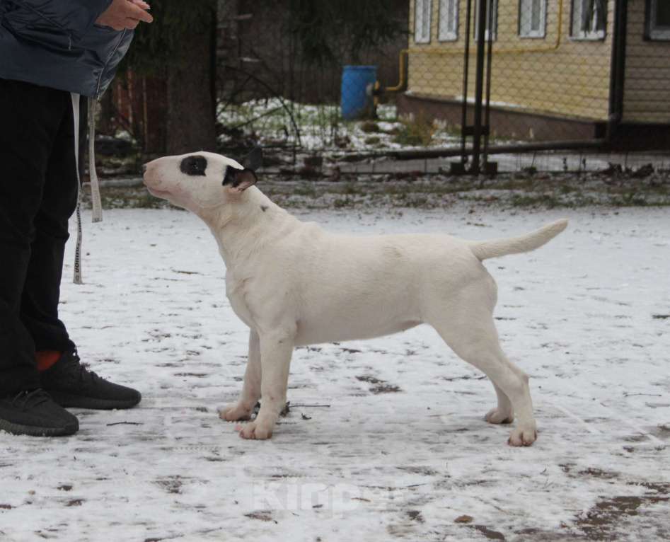 Собаки в Москве: Бультерьер Зара Девочка, Бесплатно - фото 3