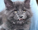 Кошки в Санкт-Петербурге: Мальчик Кумир Мальчик, 90 000 руб. - фото 2