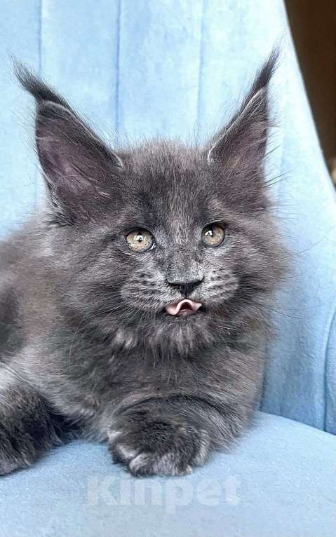 Кошки в Санкт-Петербурге: Мальчик Кумир Мальчик, 90 000 руб. - фото 2