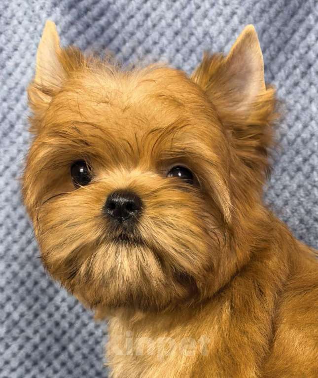 Собаки в Москве: Русская салонная собака Мальчик, 50 руб. - фото 4