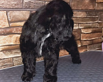 Собаки в Касимове: Щенок американского кокер спаниеля  Мальчик, 40 000 руб. - фото 2