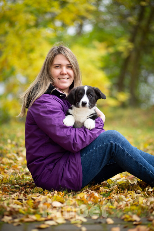 Собаки в Санкт-Петербурге: Щенки Вельш-корги кардиган Мальчик, 45 000 руб. - фото 4