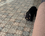 Кошки в Королеве: котенок Шмель ищет дои Девочка, Бесплатно - фото 5