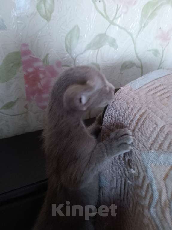 Кошки в Нижнем Новгороде: Ориентальные котята  Девочка, 5 000 руб. - фото 2