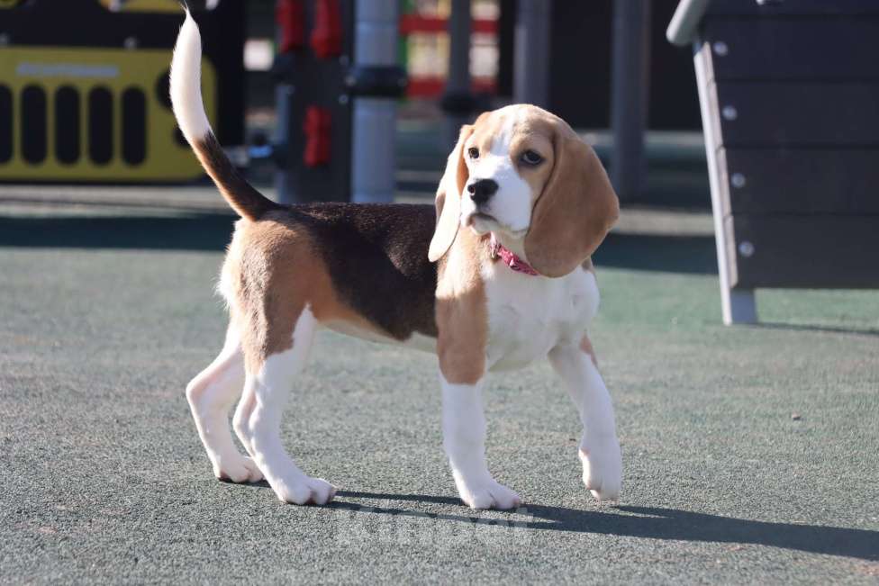 Собаки в Самаре: Щенок бигля, девочка! Девочка, 45 руб. - фото 2