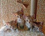 Кошки в Москве: Ориентальные котята Девочка, 15 000 руб. - фото 2