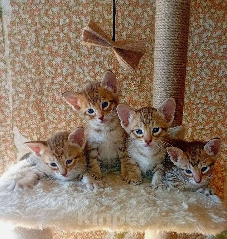 Кошки в Москве: Ориентальные котята Девочка, 15 000 руб. - фото 2