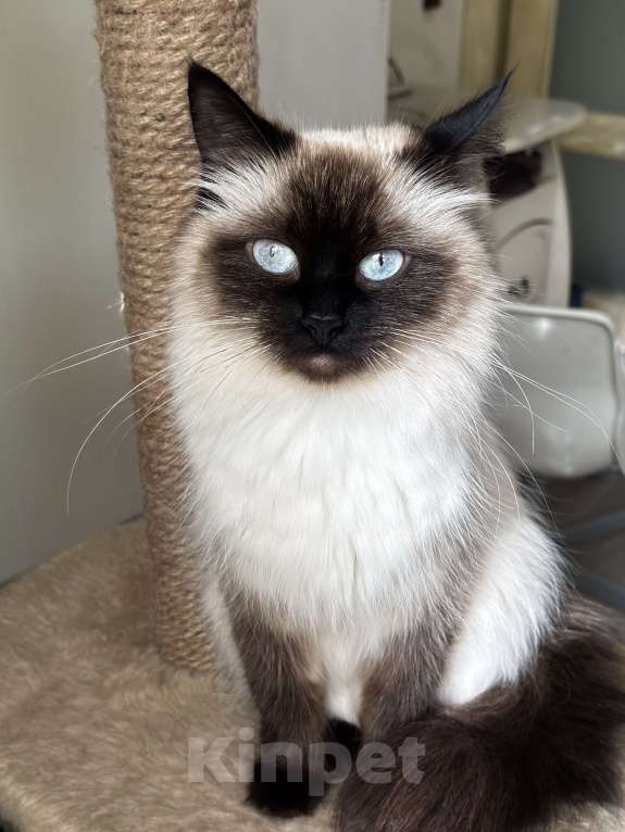 Кошки в Москве: Ищу невского маскарадного кота для вязки Девочка, Бесплатно - фото 2