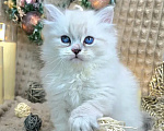 Кошки в Москве: Bonifaciy порода Невская Маскарадная Мальчик, Бесплатно - фото 5