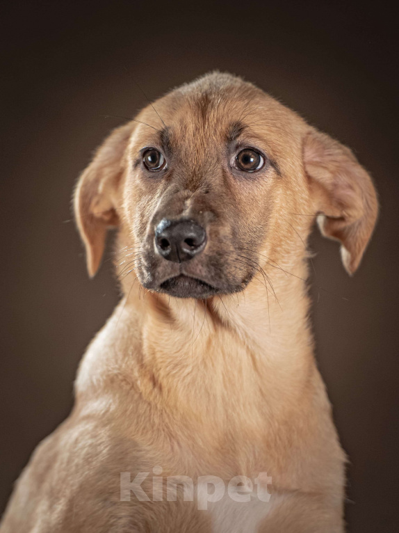 Собаки в Клине: Мегги — спокойная и чуткая девочка, которая ищет заботливые руки, чтобы дарить вам свою нежность Девочка, Бесплатно - фото 3