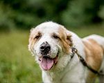 Собаки в Видном: Сафир ждет семью Мальчик, Бесплатно - фото 7