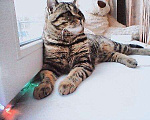 Кошки в Асбесте: Вязка прямоухого кота, 800 руб. - фото 2
