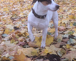 Собаки в Электростали: Вязка Джек Рассел терьер, 5 руб. - фото 3