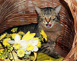 Кошки в Калуге: Тигран Потапыч, настоящий полосатый кот в добрые руки. Мальчик, Бесплатно - фото 6