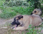 Собаки в Чехове: Щенки от ВЕО и западно-сибирской лайки в добрые руки ответственным хозяевам, Бесплатно - фото 1