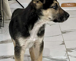 Собаки в Видном: Щенок Малыш в добрые руки  Мальчик, Бесплатно - фото 3