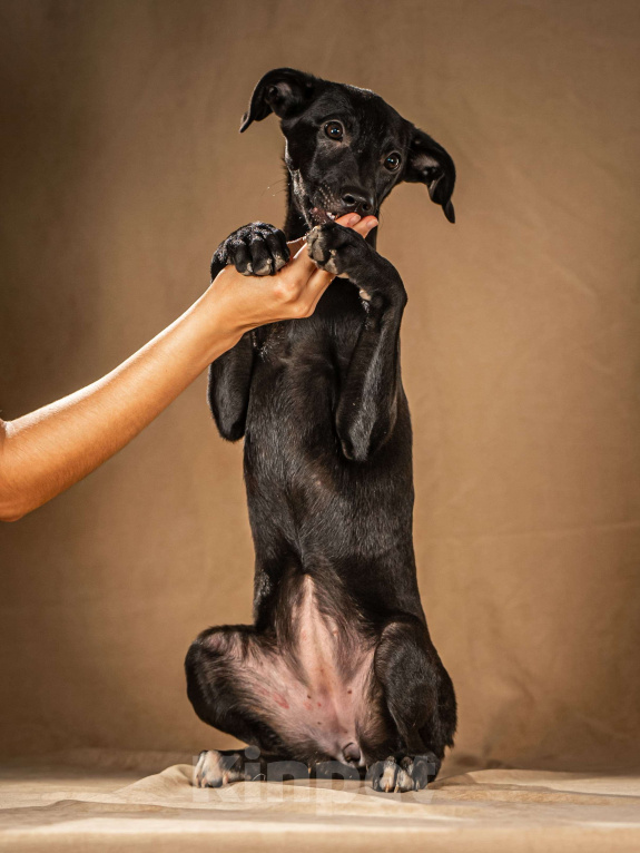 Собаки в Клине: Нокси — сообразительная собачка Девочка, Бесплатно - фото 2