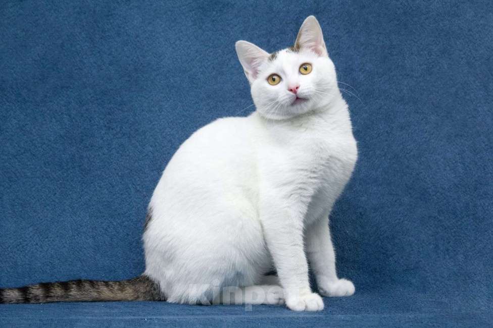 Кошки в Москве: Добрые сердца, прочтите про котенка Фикуса до конца Мальчик, 1 руб. - фото 7