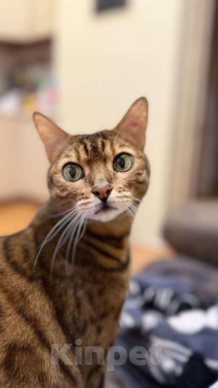 Кошки в Москве: Иша ищет новый дом Девочка, Бесплатно - фото 1