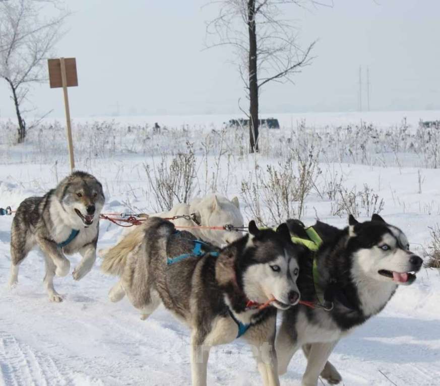 Собаки в других городах Ростовской области: Хаски красавчик! Мальчик, Бесплатно - фото 6