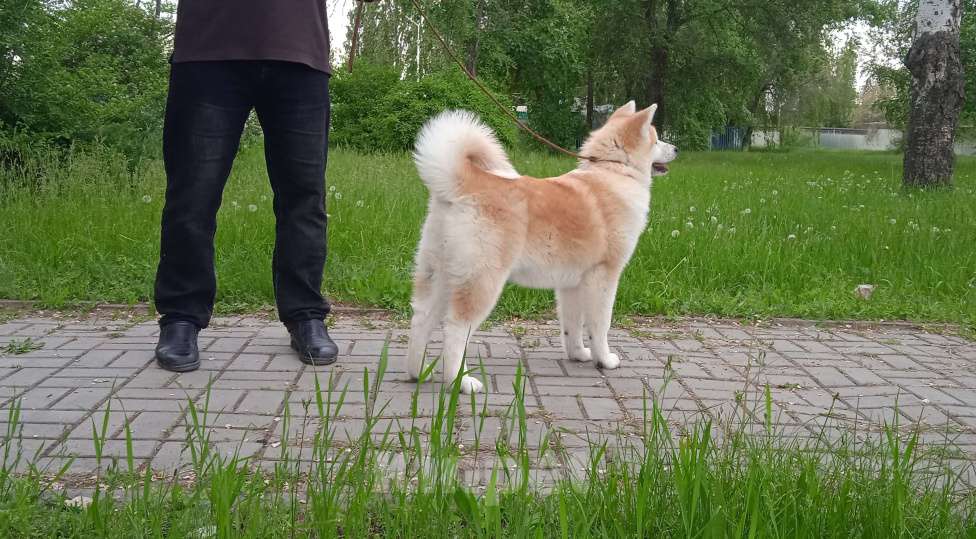 Собаки в Пятигорске: Акита Девочка, 15 000 руб. - фото 1