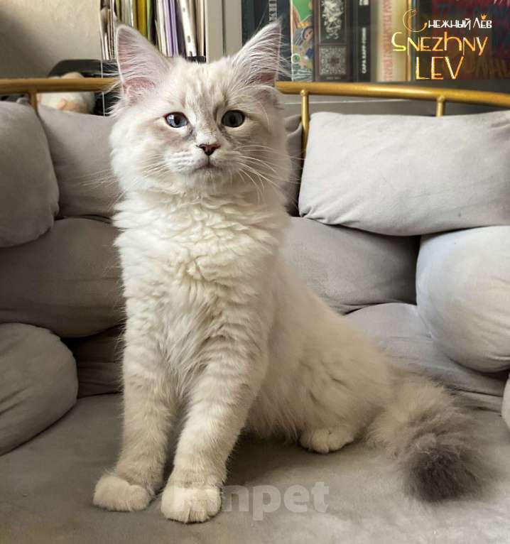 Кошки в Санкт-Петербурге: Невский маскарадный котенок Мальчик, 48 000 руб. - фото 6