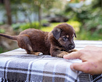 Собаки в Солнечногорске: Шоколадный щеночек в дар Мальчик, Бесплатно - фото 4