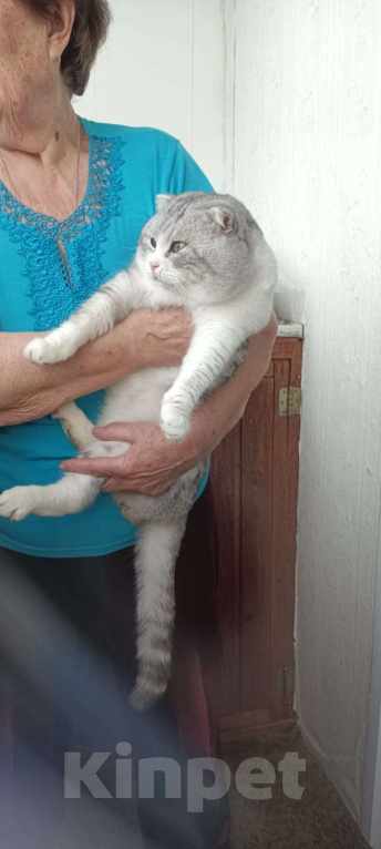 Кошки в Москве: Домашний котик в беде, срочно нужен дом Мальчик, Бесплатно - фото 1