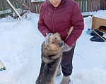 Собаки в Новосибирске: Одам в добрые руки  Девочка, Бесплатно - фото 2