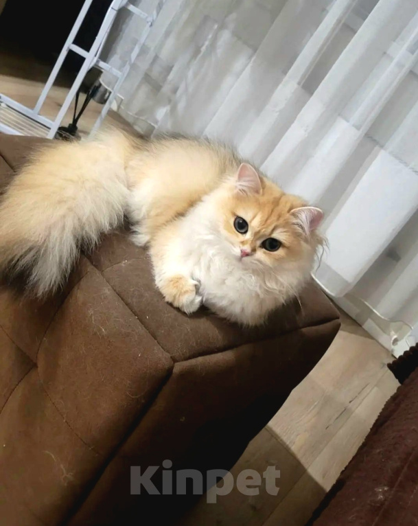 Кошки в Новосибирске: Золотая шиншилла в добрые руки! Девочка, Бесплатно - фото 1