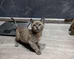 Кошки в Нижнем Новгороде: Саймон Мальчик, 15 000 руб. - фото 3