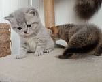 Кошки в Туле: Скоттиш-страйт🐱 шотландские котята с редким окрасом.С набивной плюшевой шёрсткой. Рождены 9 мая . Мальчик, 7 000 руб. - фото 5