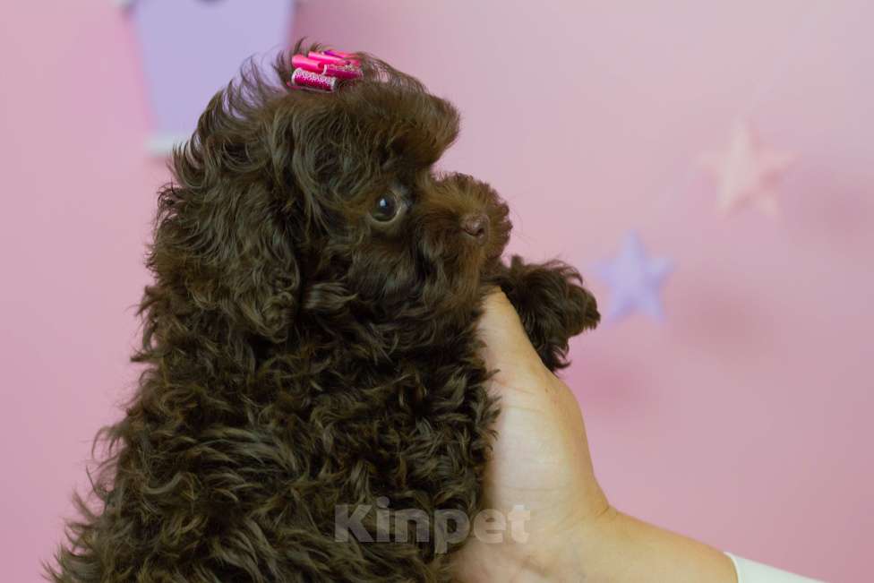 Собаки в Москве: Шоколадная девочка мальтипу Девочка, 200 000 руб. - фото 8