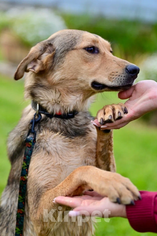 Собаки в Красногорске: Очаровательный щенок Тимьян 1 очень нуждается в семье и родителях Мальчик, Бесплатно - фото 5