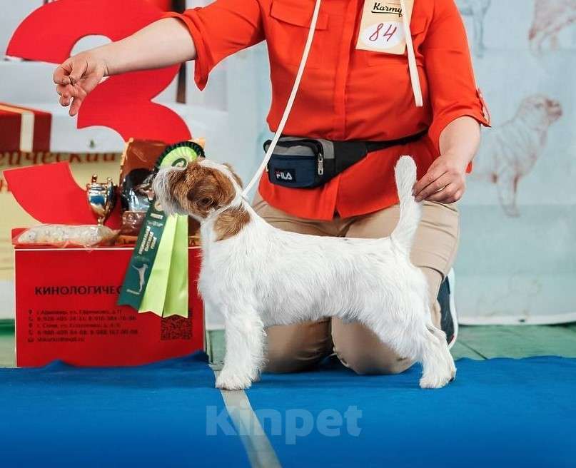 Собаки в Ставрополе: Кобель на вязку Мальчик, 50 000 руб. - фото 1