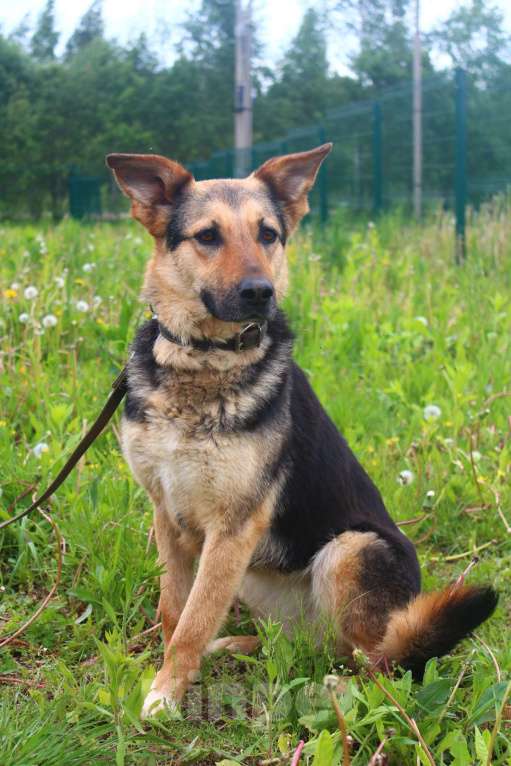 Собаки в Москве: Джессика Девочка, Бесплатно - фото 5