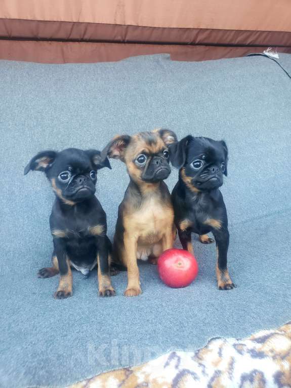 Собаки в Курске: Пти брабансон  мальчик в качестве домашнего любимца Мальчик, 25 руб. - фото 1