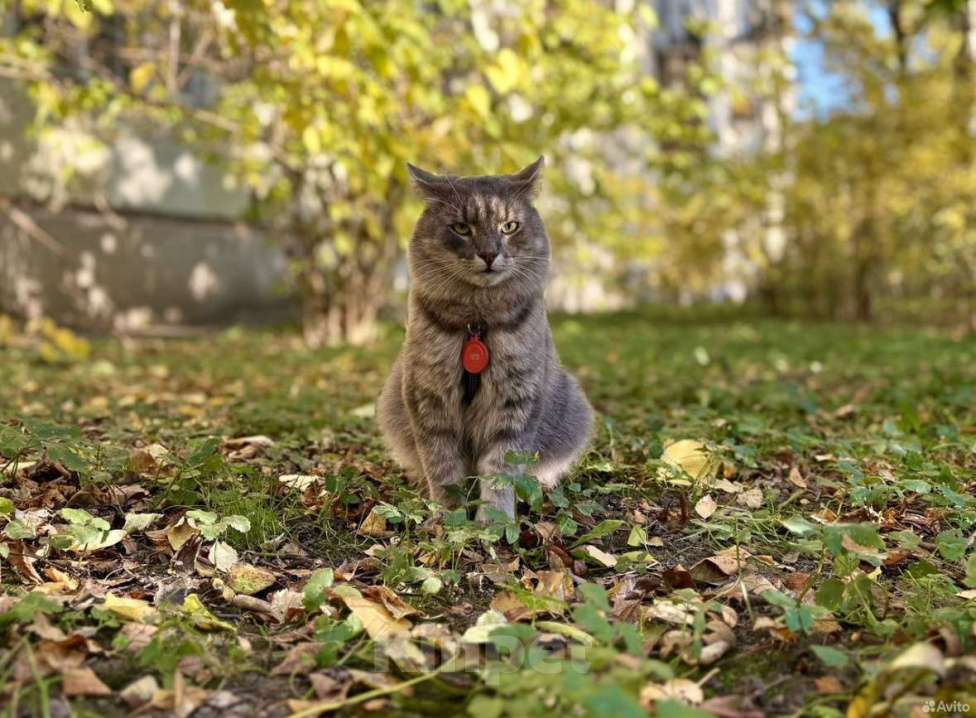 Кошки в Санкт-Петербурге: Молодой котик в добрые руки Мальчик, Бесплатно - фото 3