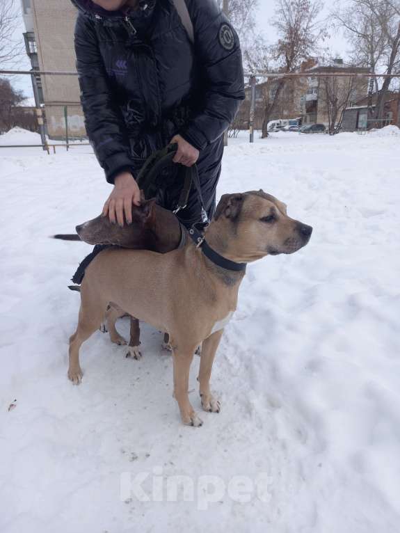 Собаки в Каменске-Уральском: Отдам в добрые руки  Девочка, Бесплатно - фото 2