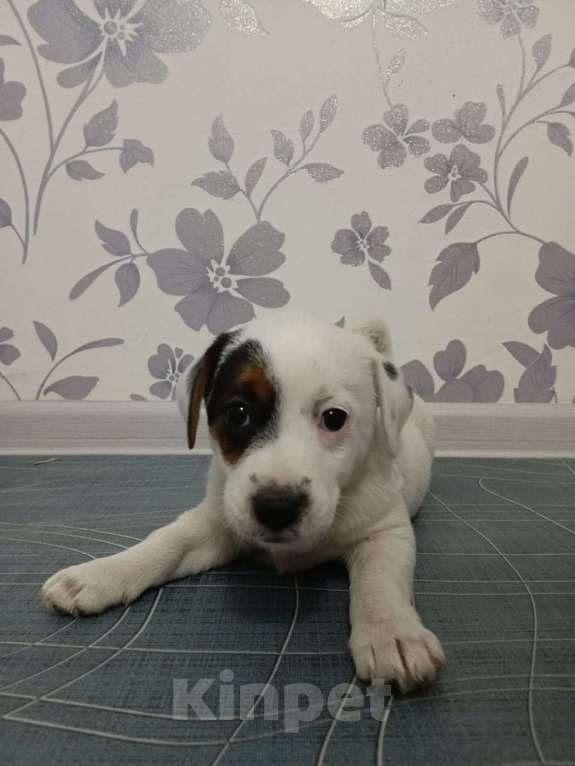 Собаки в Красноармейске: Продаю прекрасную породу Джек Рассел терьер Мальчик, Бесплатно - фото 3