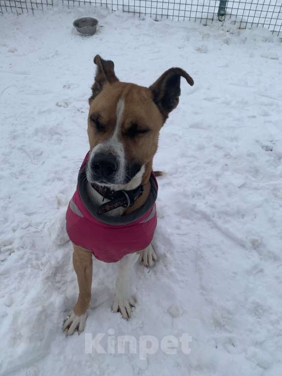 Собаки в Москве: Веселый молодой и послушный Стаффорд  Мальчик, Бесплатно - фото 5