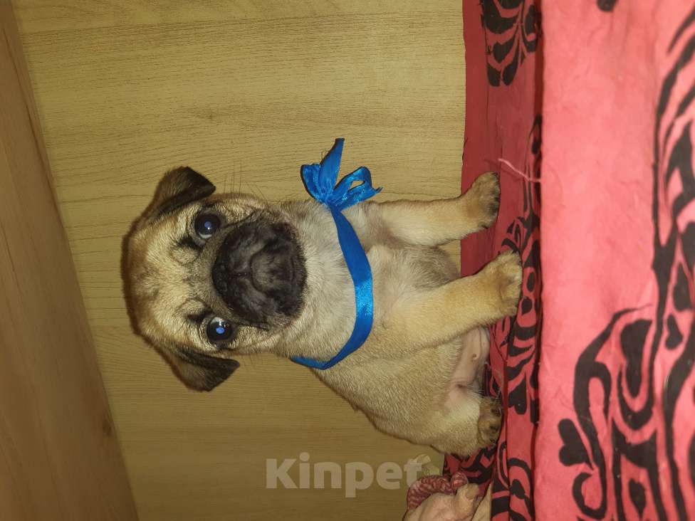 Собаки в Новосибирске: Замир Сибирский Эликсир Мальчик, 45 000 руб. - фото 3