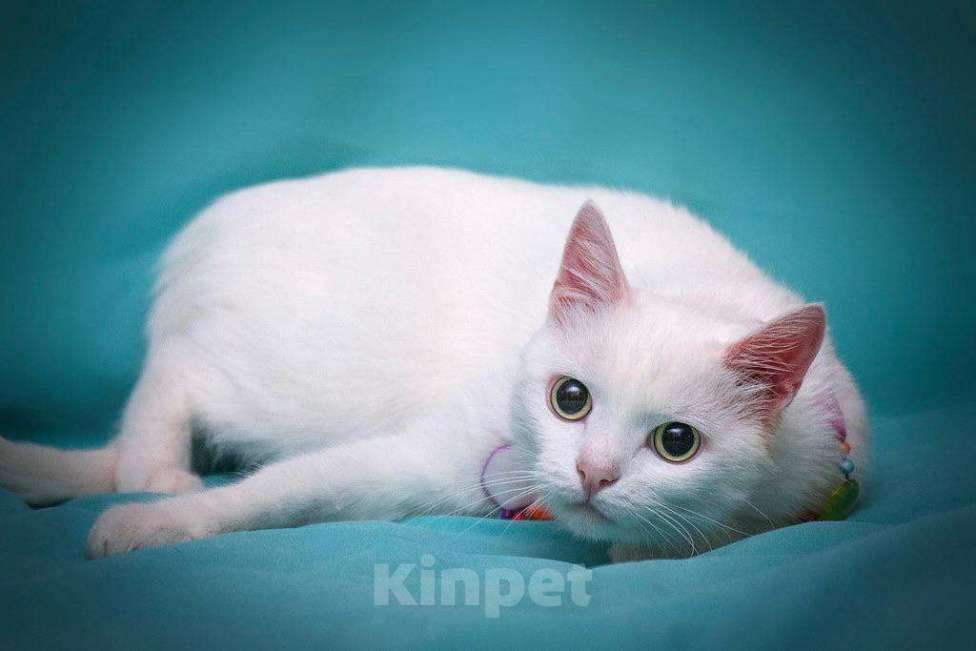 Кошки в Москве: Белая кошечка Одри в добрые руки  Девочка, Бесплатно - фото 6