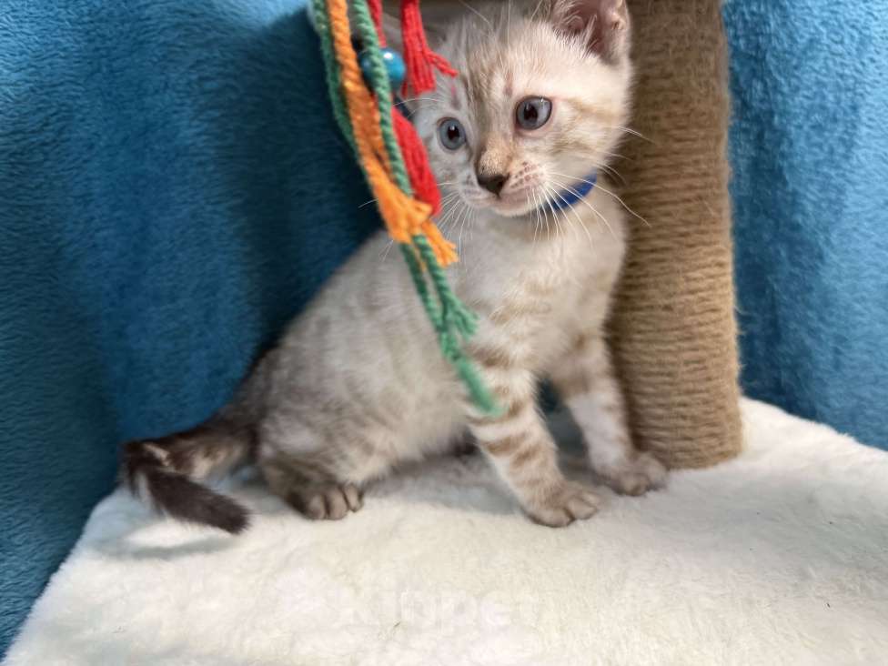 Кошки в Москве: Снежный котёнок Мальчик, 35 000 руб. - фото 1