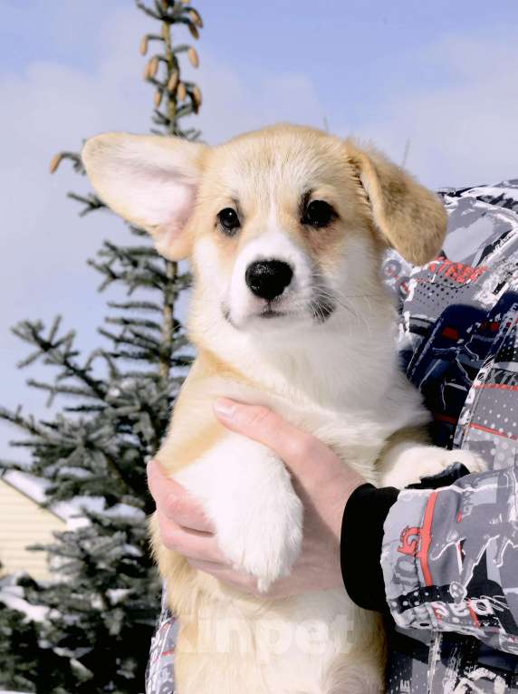 Собаки в Пензе: Щенки корги Разнополые, 60 000 руб. - фото 5