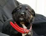 Собаки в Краснодаре: Отдам щенка, 2 месяца Мальчик, 10 руб. - фото 5