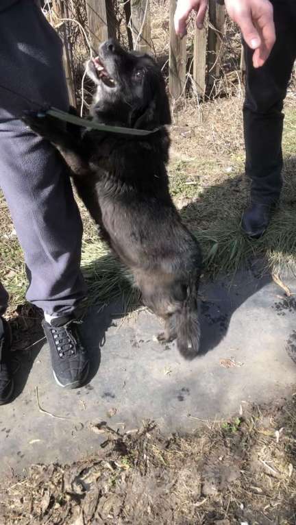 Собаки в Оренбурге: Послушная собачка ищет дом Девочка, Бесплатно - фото 2